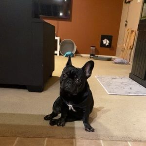 Meet your Posher, Misty